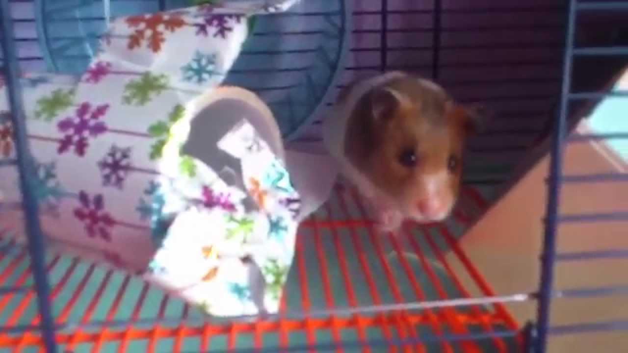 Hamster opening her present.