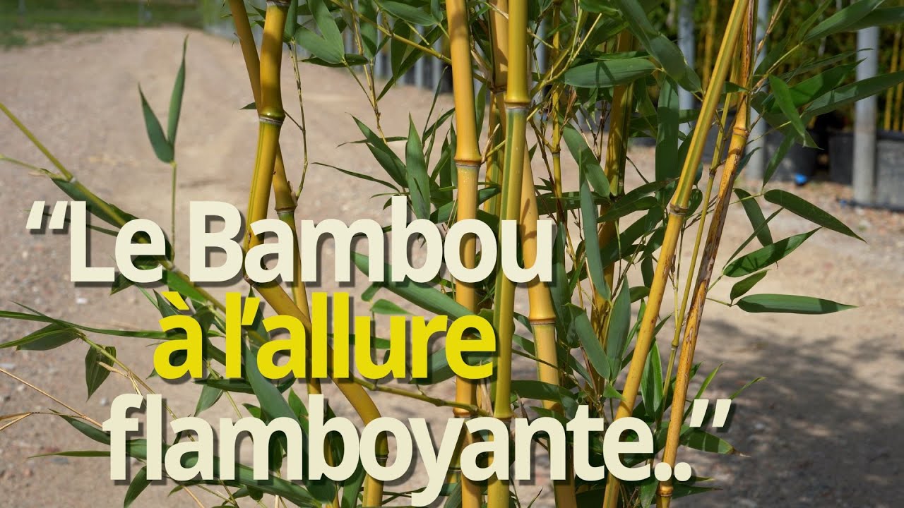 Bambou Phyllostachys Aureosulcata Spectabilis - Le bambou bicolore
