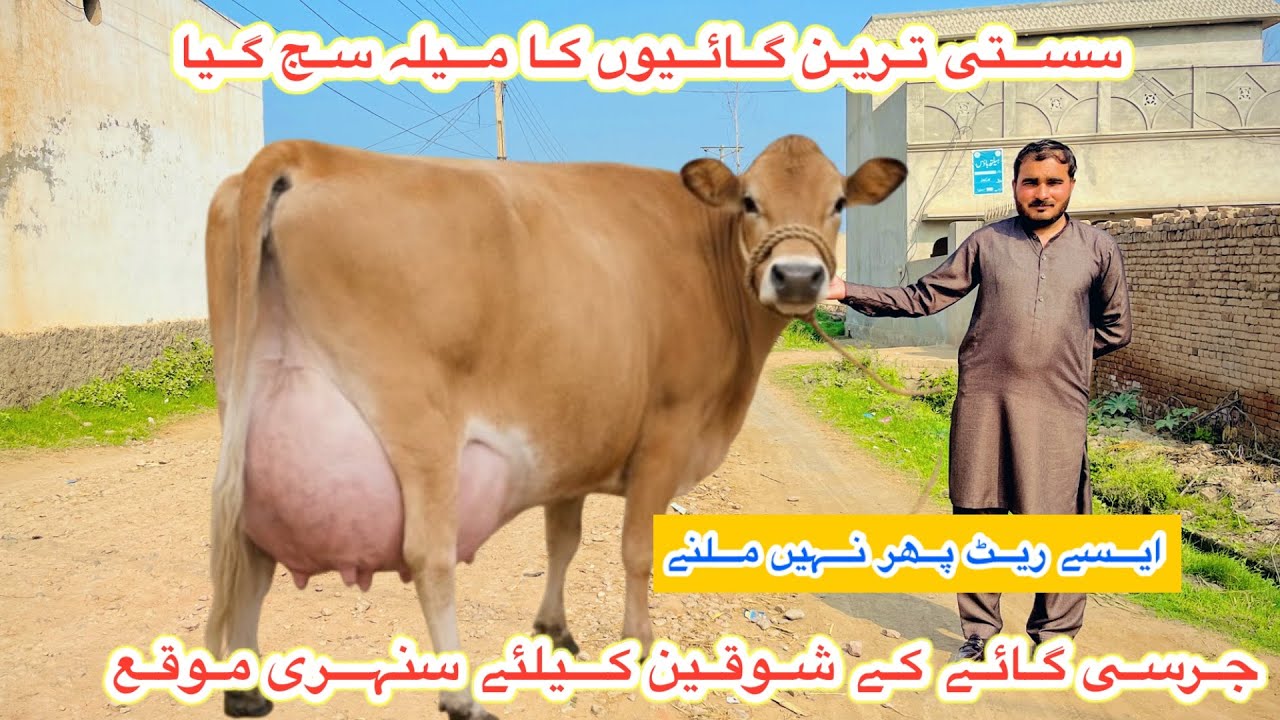 Al Hamd Dairy Farm ~ Biggest Jersey Cows For Sale In Punjab | Jersey Cows Farm | 23 February 2026