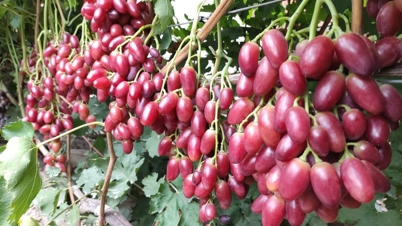 Топ Сверх-Ранних и Ранних Сортов Винограда!2024! Часть 2!🍇🍇🍇 WhatsApp и Viber +79528500417.