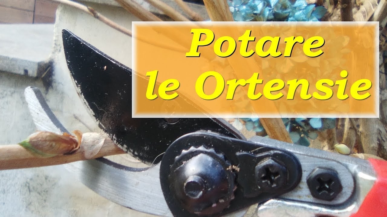 POTARE LE ORTENSIE
