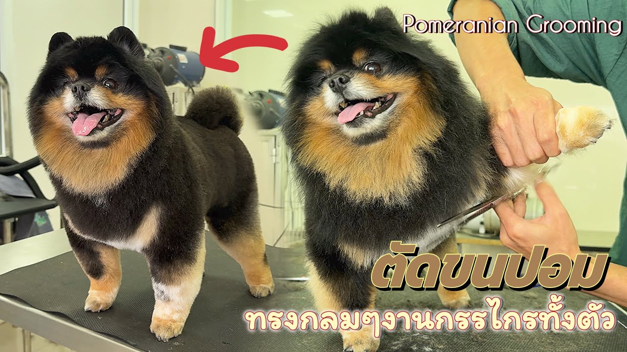 ตัดขนปอมทรงกลมๆงานกรรไกร✂️ | Pomeranian Grooming🐶🛁