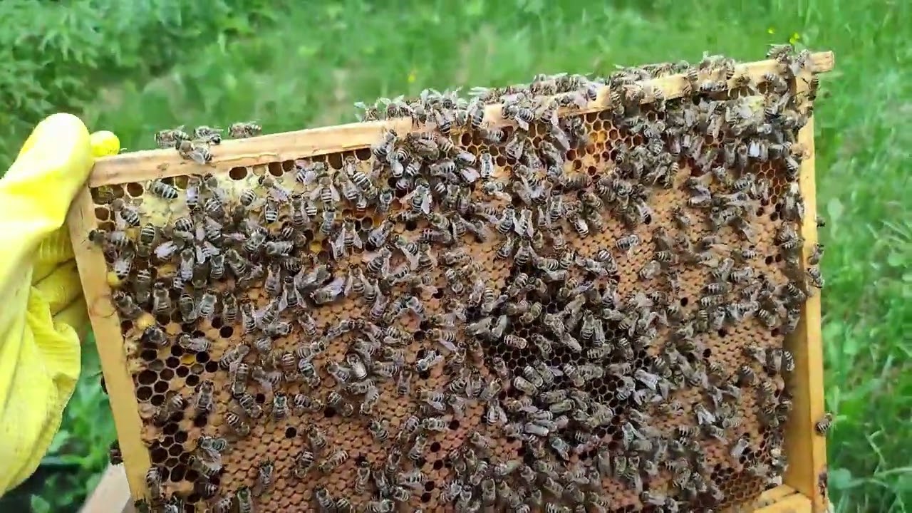 W pasiece odc. 17 - Tworzenie odkładu