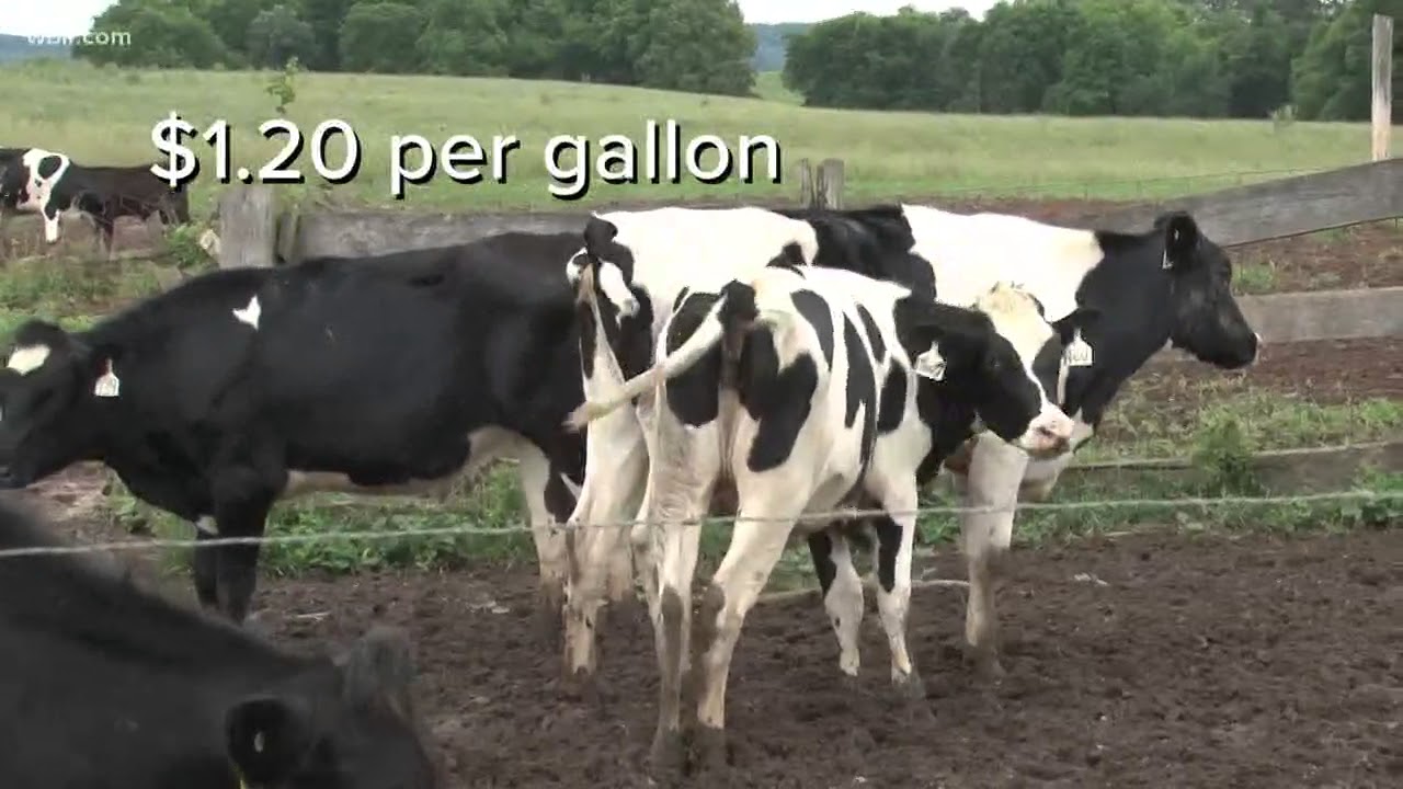 Dairy farmers forced to sell cows after losing business