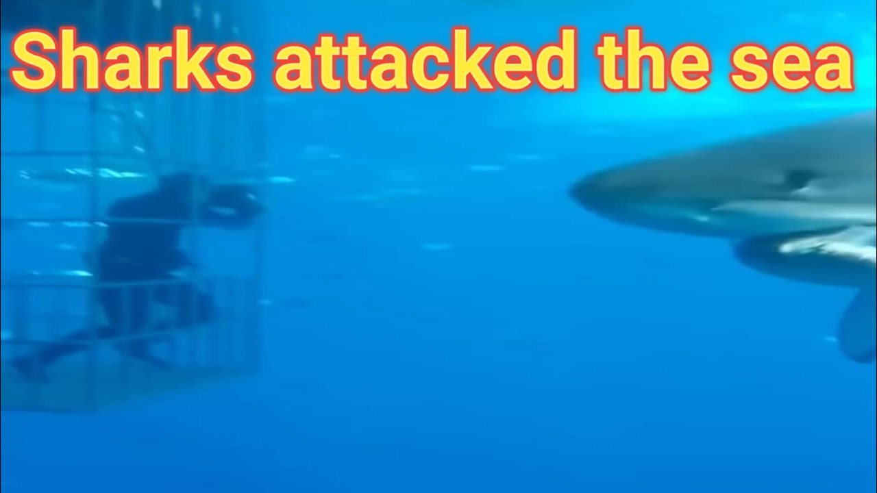 Sharks attacked the sea