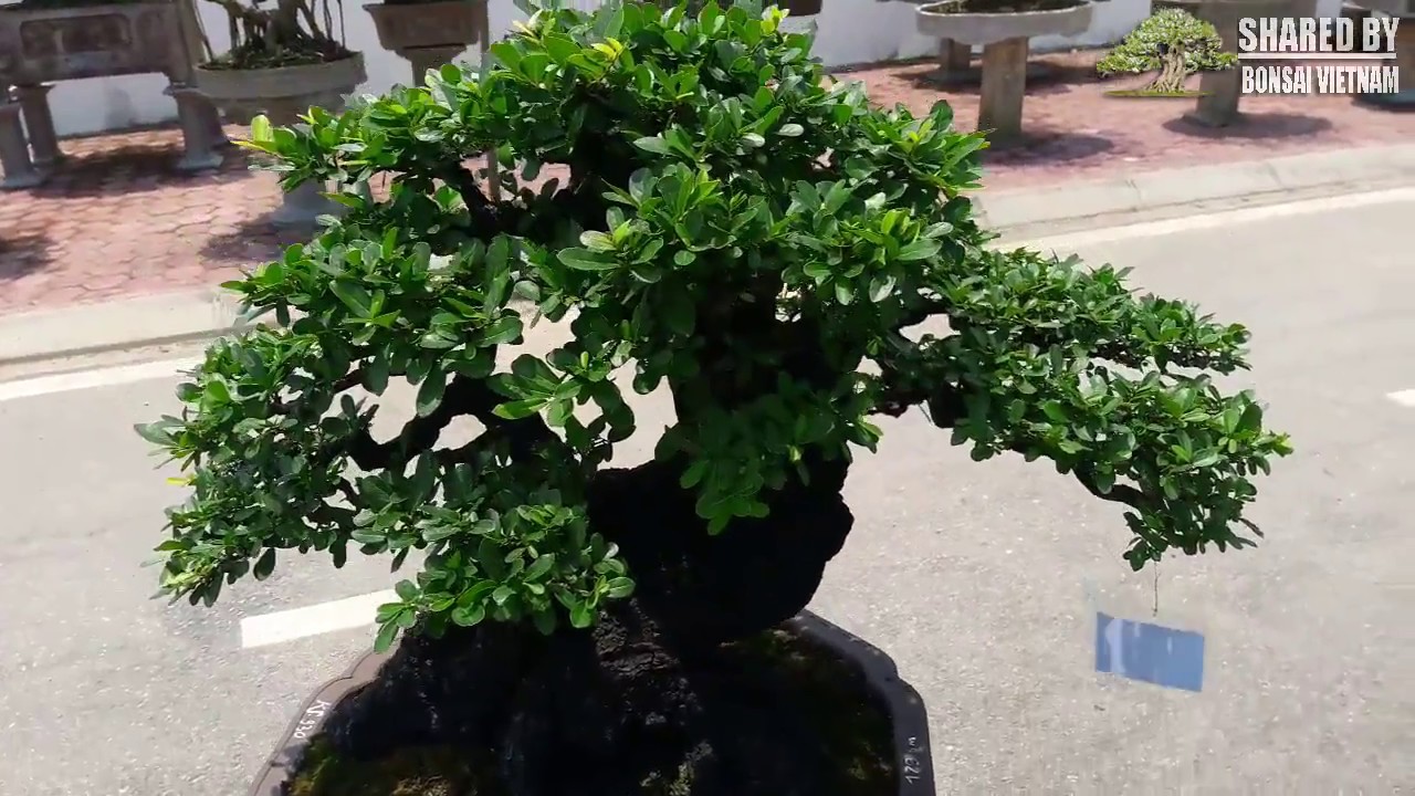 Hai Cây Cẩm Thị Bonsai đẹp ở triển lãm Kẻ Sặt
