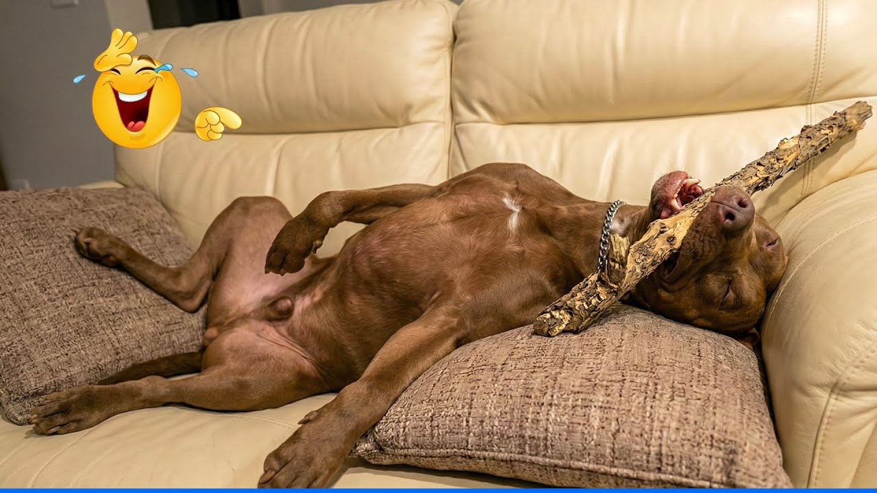 Smarty Funny Animal Video Clips 🤣🐶 The Funniest Animals That Will Make You Laugh Crazy 🐾