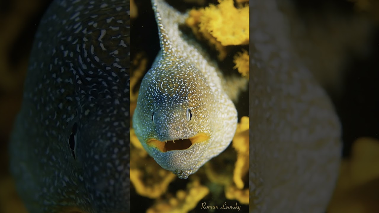 Gymnothorax nudivomer. #short #shortsclip #biodiversity #underwatervideo #underwaterworld