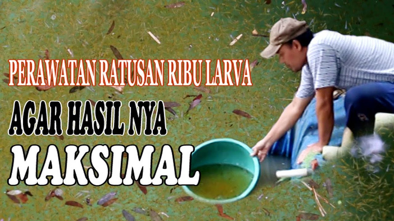Cara Merawat Larva ikan Koi agar resko kematian nya kecil