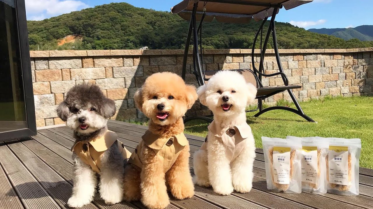 삼둥이들 이틀 못봤다고 죽을뻔했다는 아빠