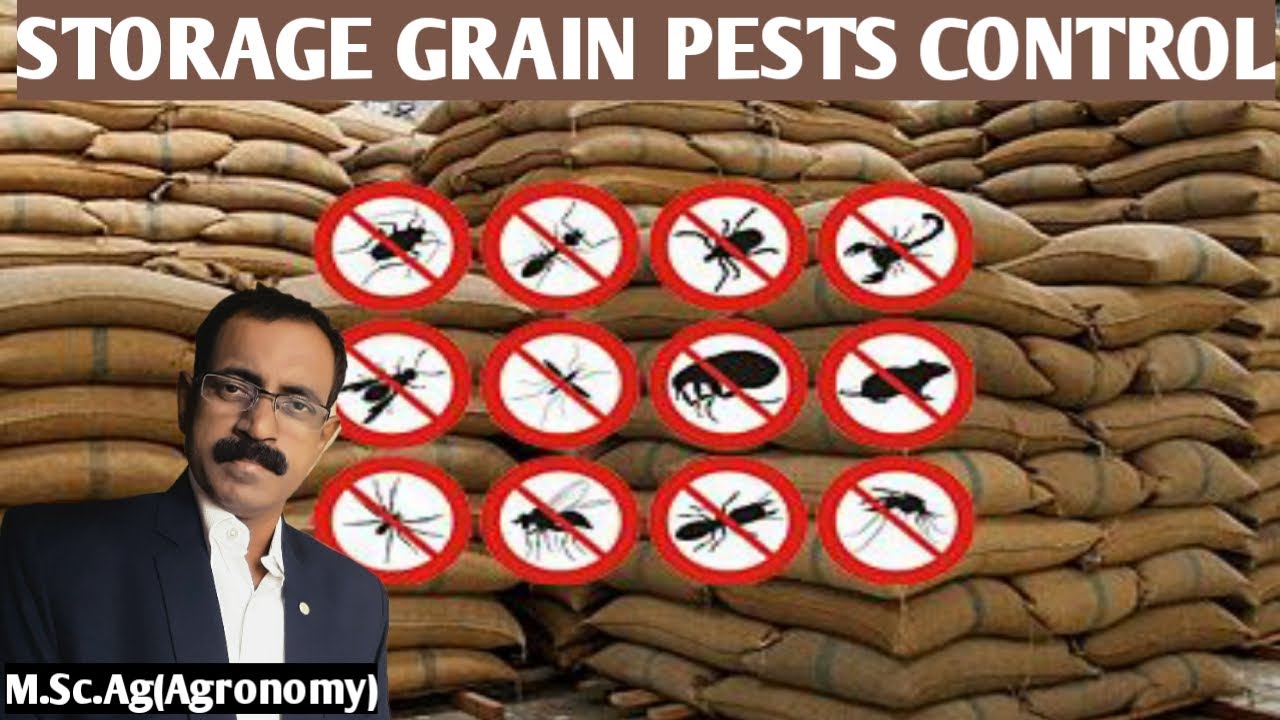 STORAGE GRAIN PESTS CONTROL METHODS