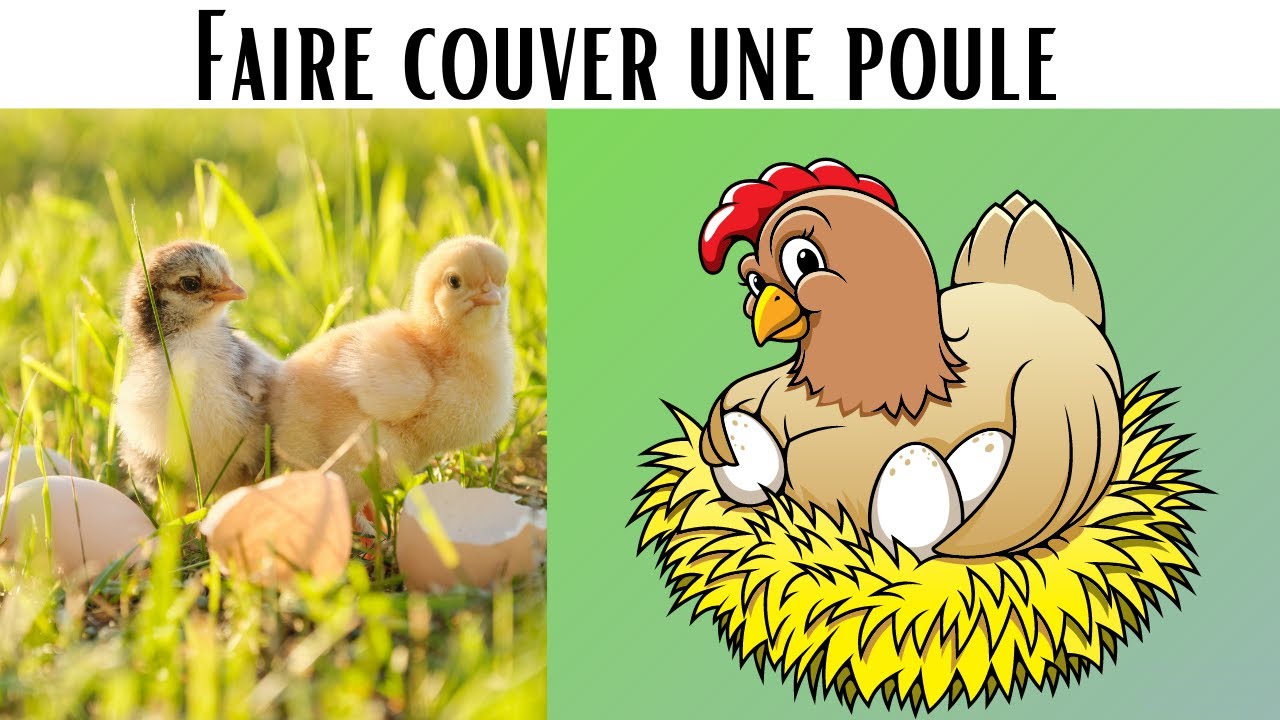 Faire couver une poule 🐔 Astuces pour inciter une poule à couver même sans coq