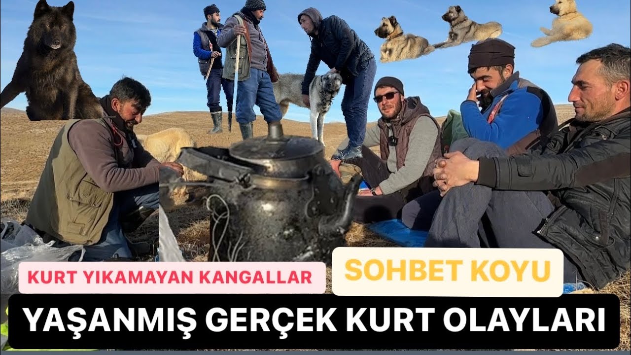 KURT KOYUNLARI BOGDU YAŞANMIŞ OLAYLAR @bariscicek9181 @birolbasyigit #short #shortvideo #kurt