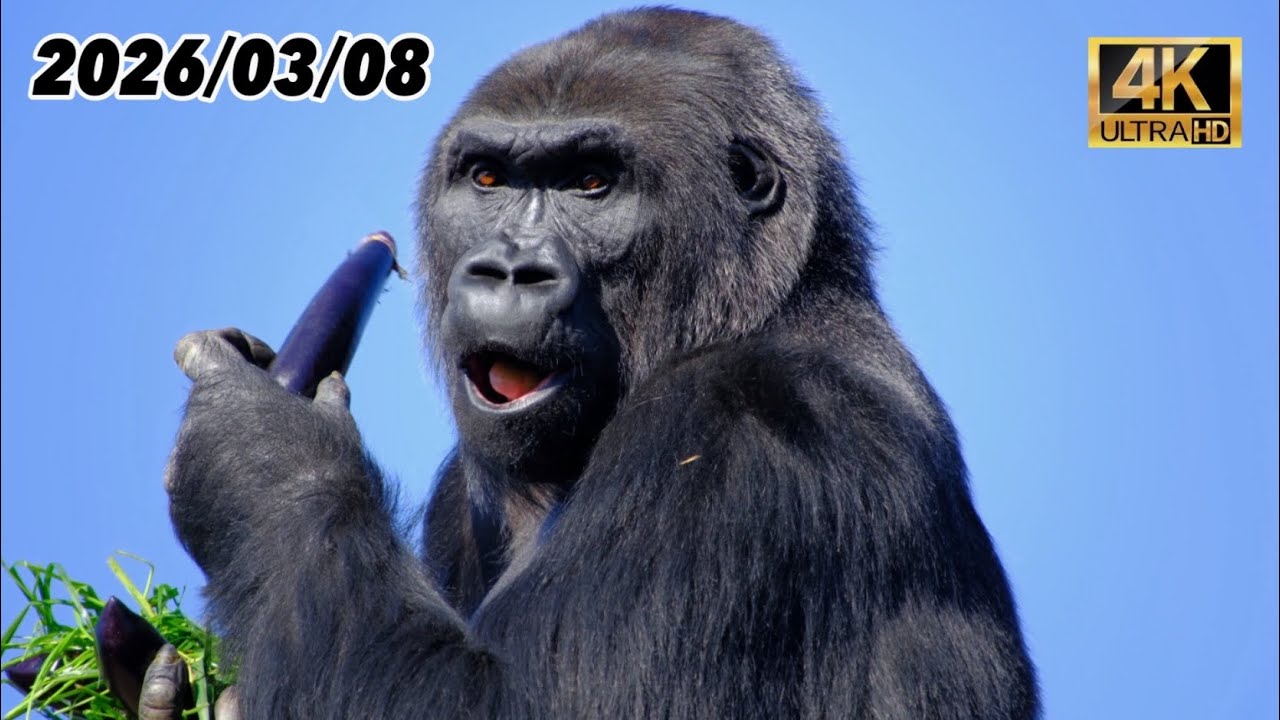 ㊗️タワーの最上段で食いしん坊のアイが魅せる💙 2026/03/08 日曜日【東山動植物園】