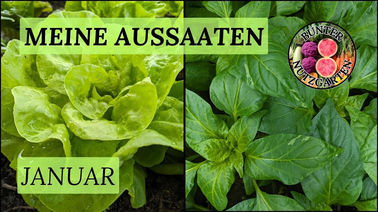 Meine Anzuchten im Januar