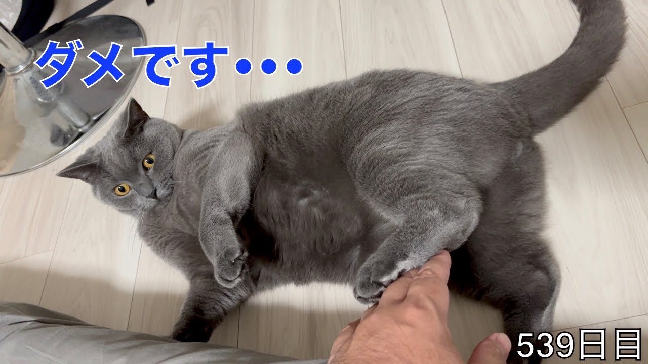 【スコ猫トト君】トト君は後脚を触られるのが嫌いです