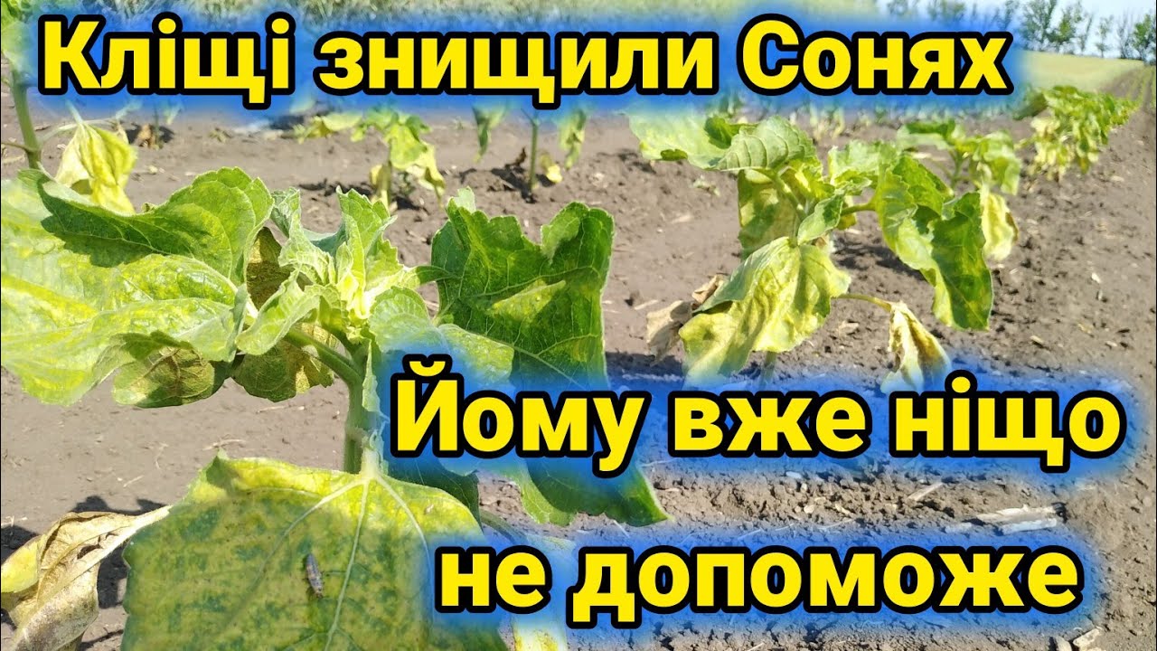 10.06.25. Такий сонях можна було б дискувати. Кліщі його майже знищили.