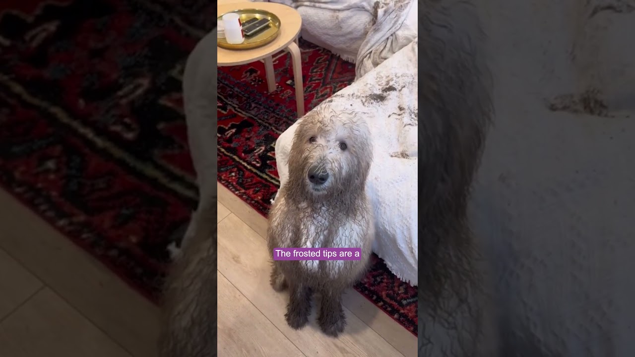 Ralphie Discusses Messy Furniture | Chem-Dry by Kevin Jones #chemdry