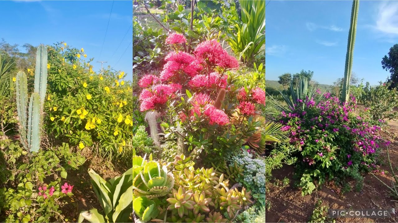 18 arbustos para deixar seu jardim lindo 🪴💐🌳