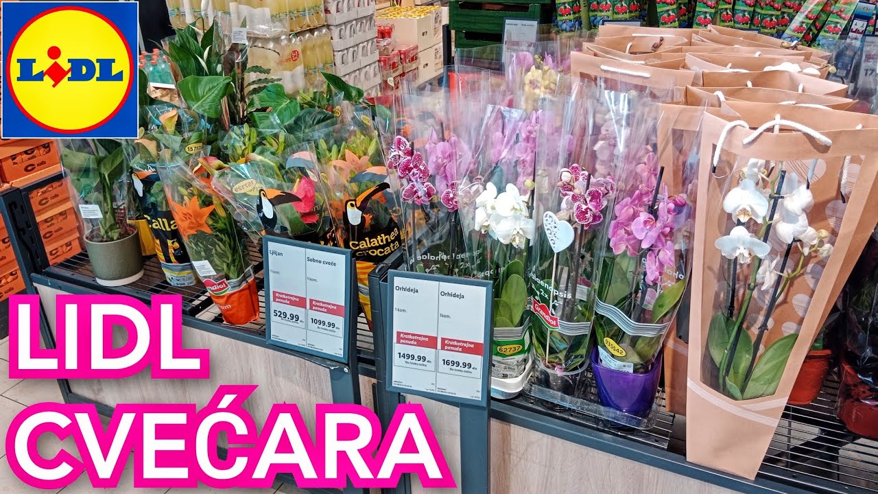Lidl Cvećara Ponuda Cveća Uoči 8. Marta - Ruže, Hrizanteme, Mini Kalanhoja, Zumbuli, Orhideje #cveće