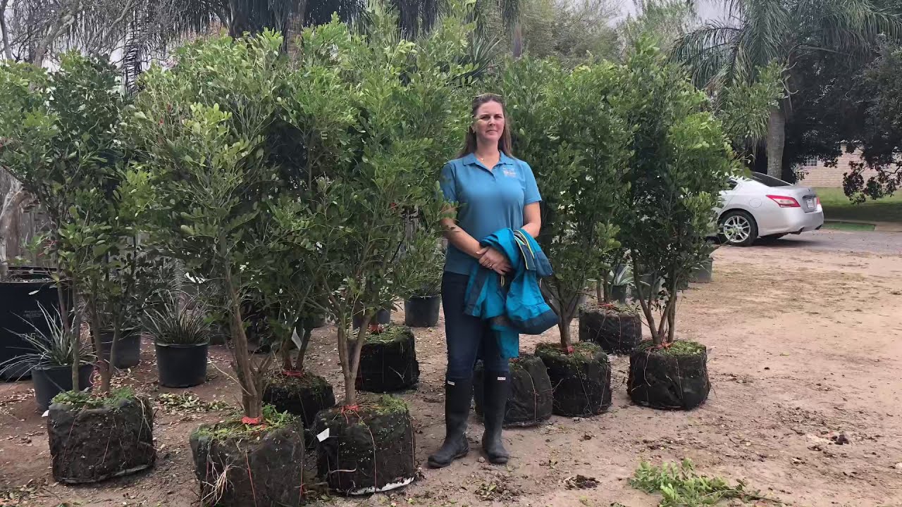 Tips for Success With Texas Mountain Laurels