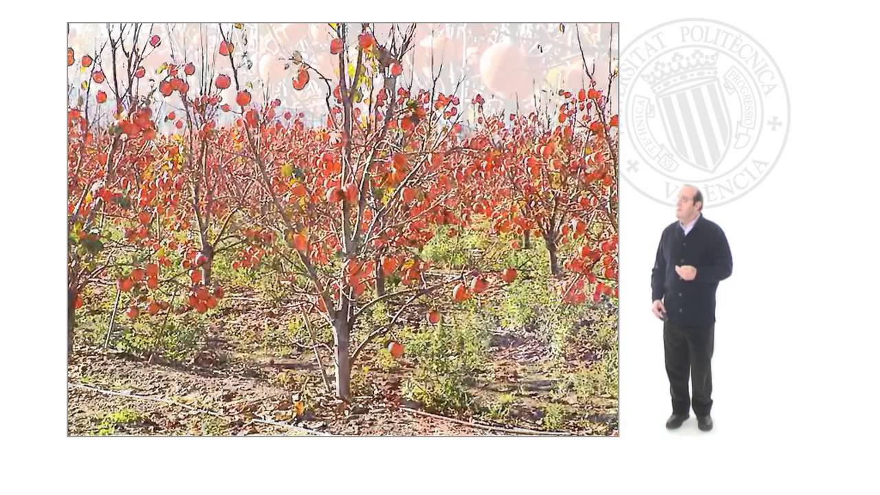 Variedades cultivadas de caqui (Diospyros kaki L.f.) |  | UPV