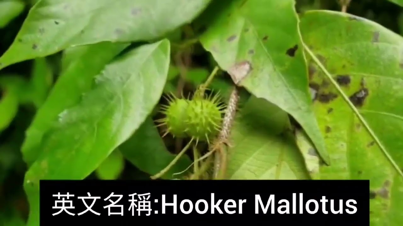 第一百七十集：粗毛野桐 Hancea hookeriana