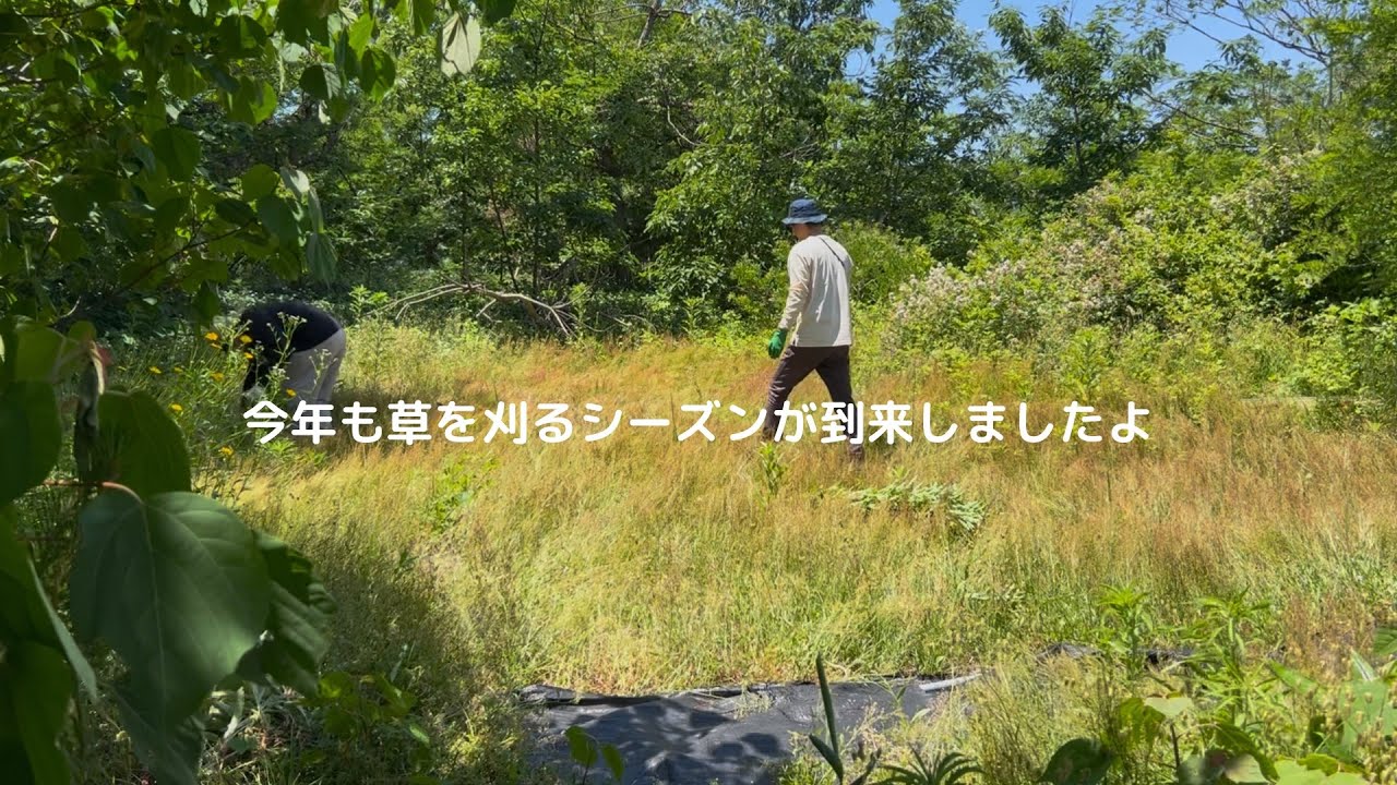 今年も草を刈るシーズンが到来しましたよ