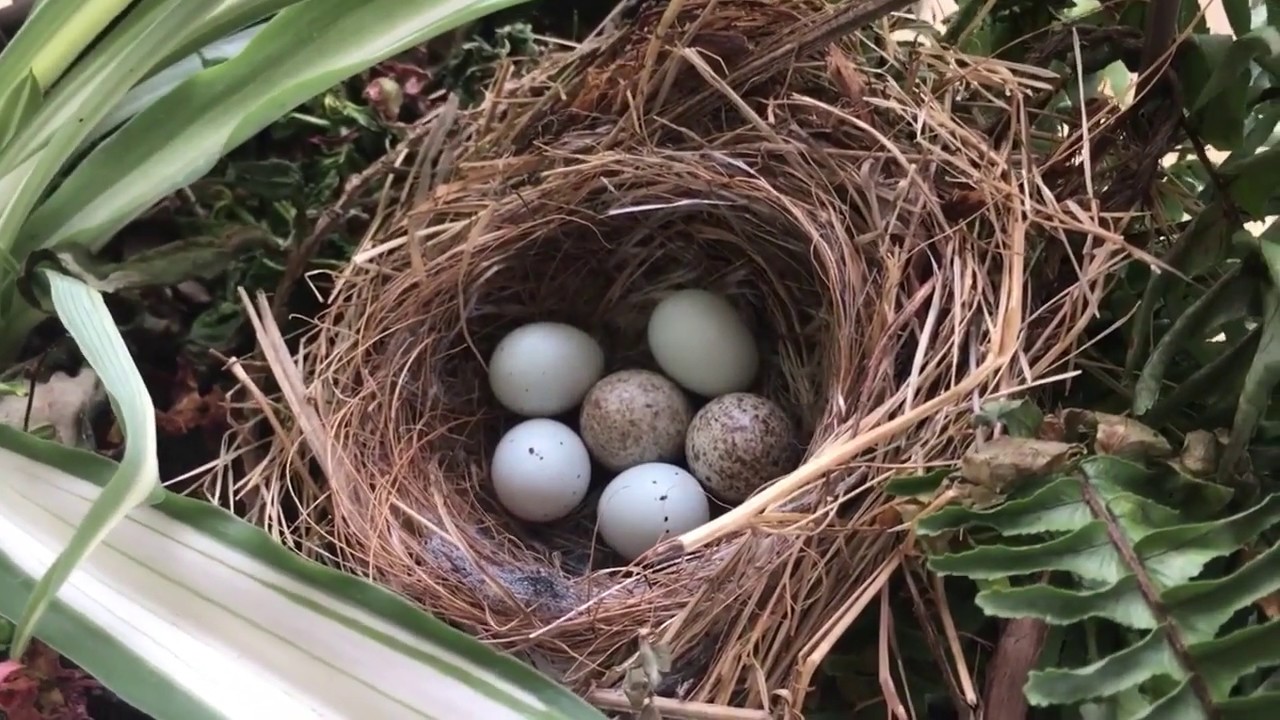 Cowbird eggs found in my finch nest?