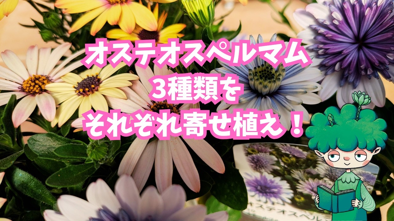 オステオスペルマム3品種で寄せ植え