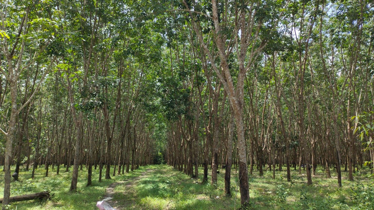 ขายที่ดิน สวนยางพารา 17 ไร่ ใกล้เมืองนครพนม21 กม.ครับ