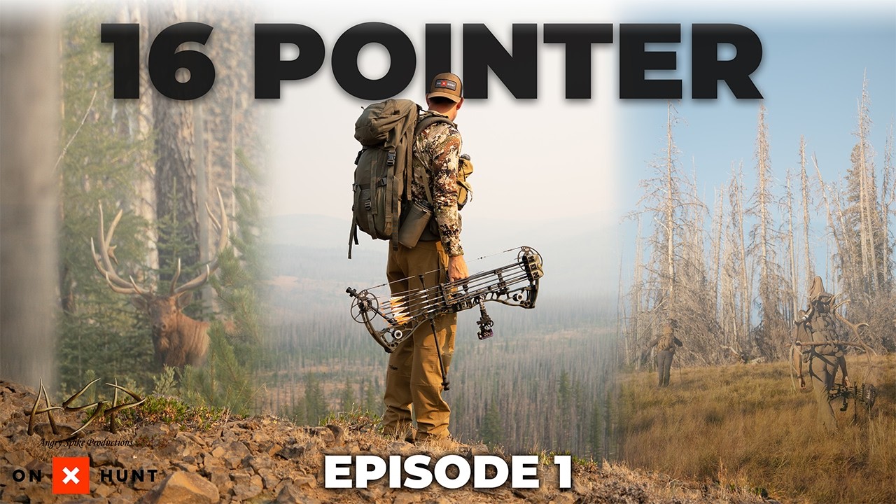 16 Pointer -  A Quality Elk Hunt in Washington State