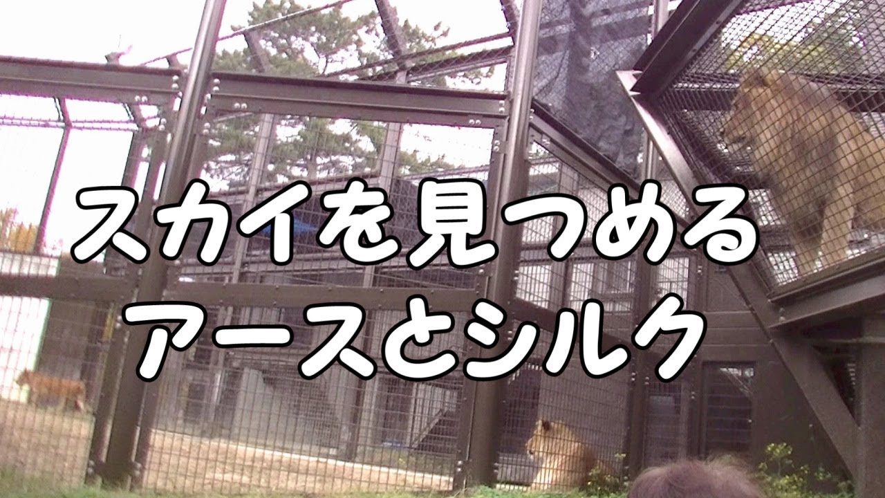 【ライオン　のんほいパーク】スカイ（仔）を見つめるアース（父）とシルク（母）「ピアノ：春愁」