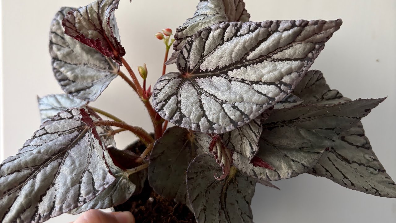 Begonya,Aglonema,Monstera çiçekler geldi 💐05066598226
