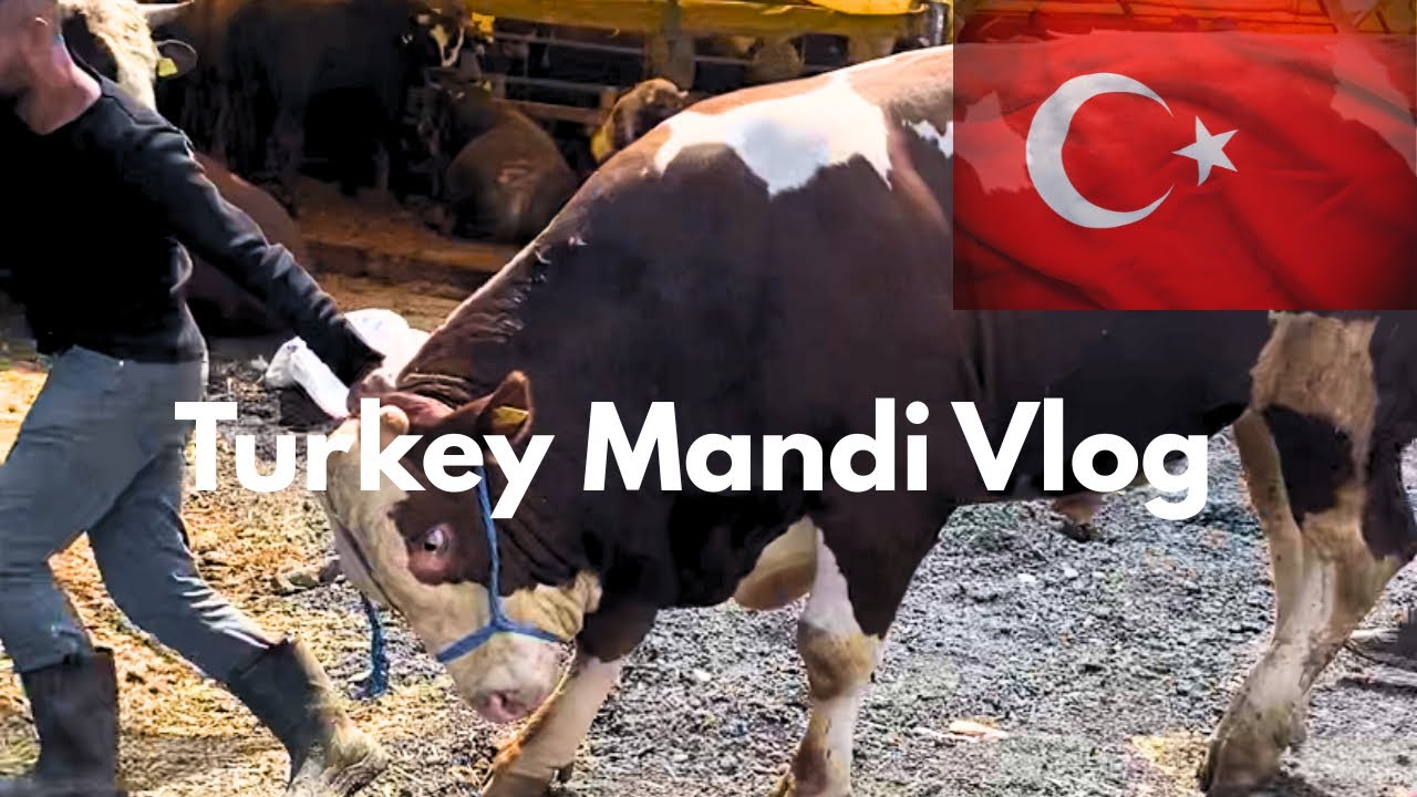 Turkey ki Qurban Mandi | Mandi Vlog 2025 | Eid-ul-Azha Vlog