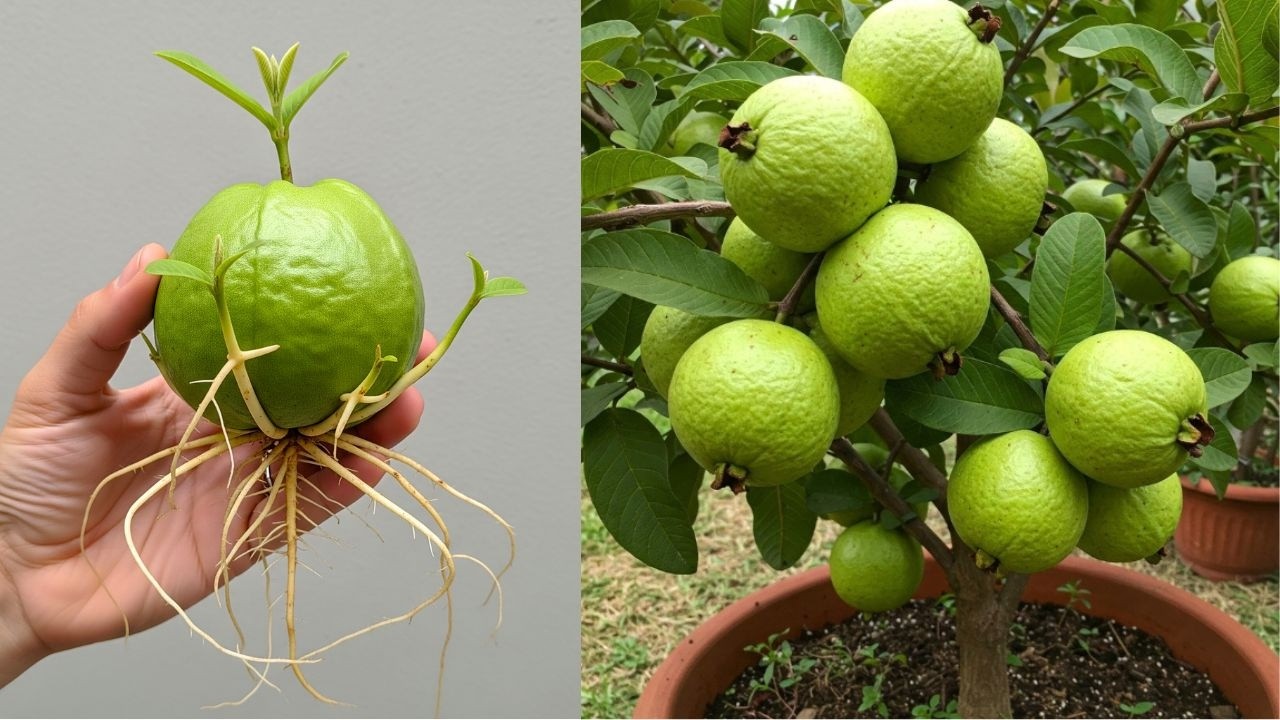 🌱 How to Grow Guava Tree from Guava Fruit | Easy Method at Home