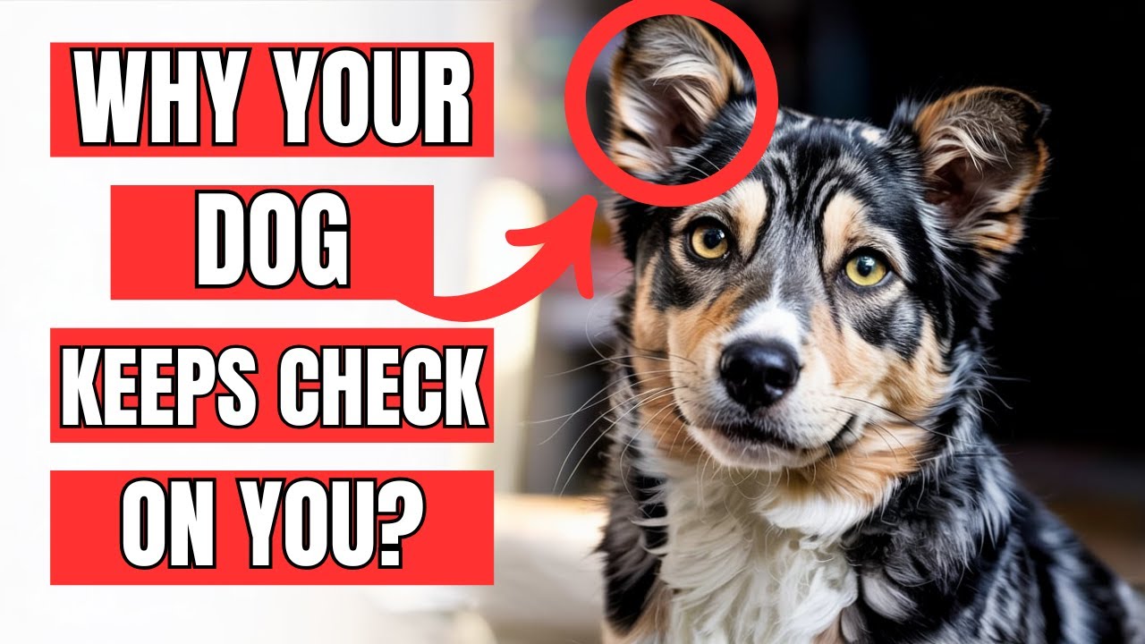 If Your Dog Keeps Checking On You, He's Trying To Tell You THIS