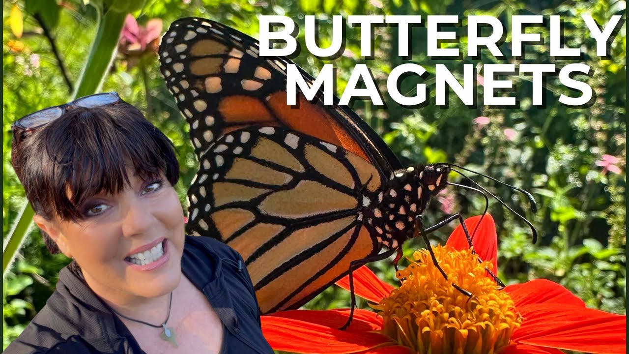 Creating a New Mexican Sunflower Bed 🌻 &  Moving Tropical Sage