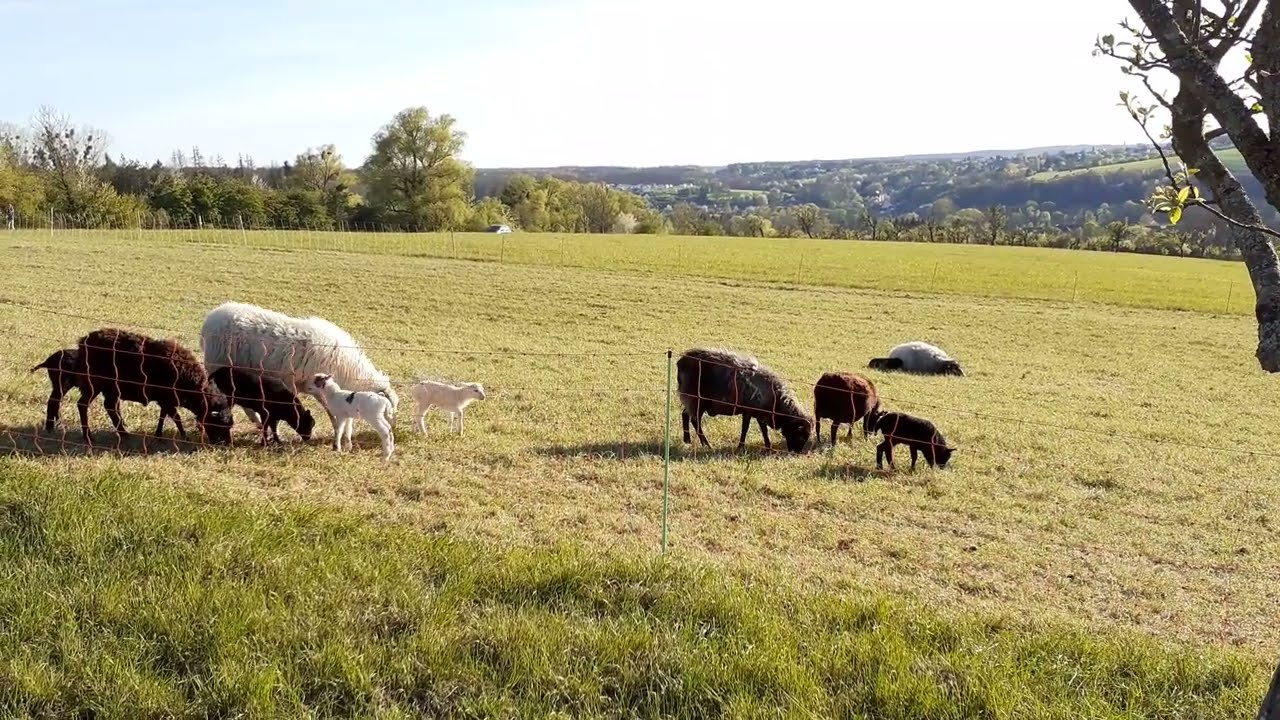 Ovce u Njemačkoj ispaša sa janjcima