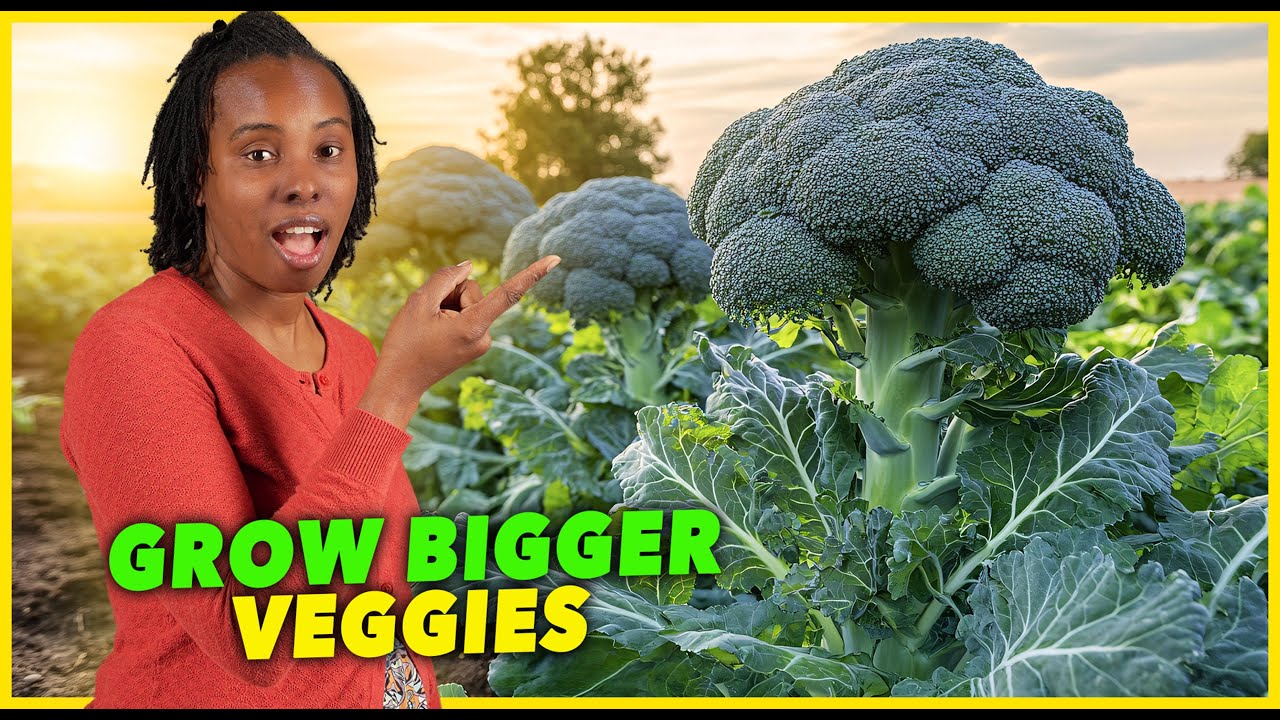 The Secret To Grow Giant Veggies | You Too Can Garden And Grow Your Own Food | Feed Your Plants