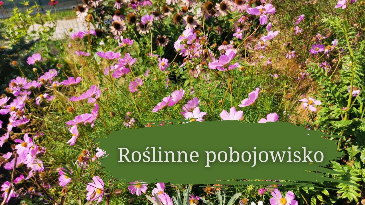 Roślinne pobojowisko | rabata frontowa w sierpniu