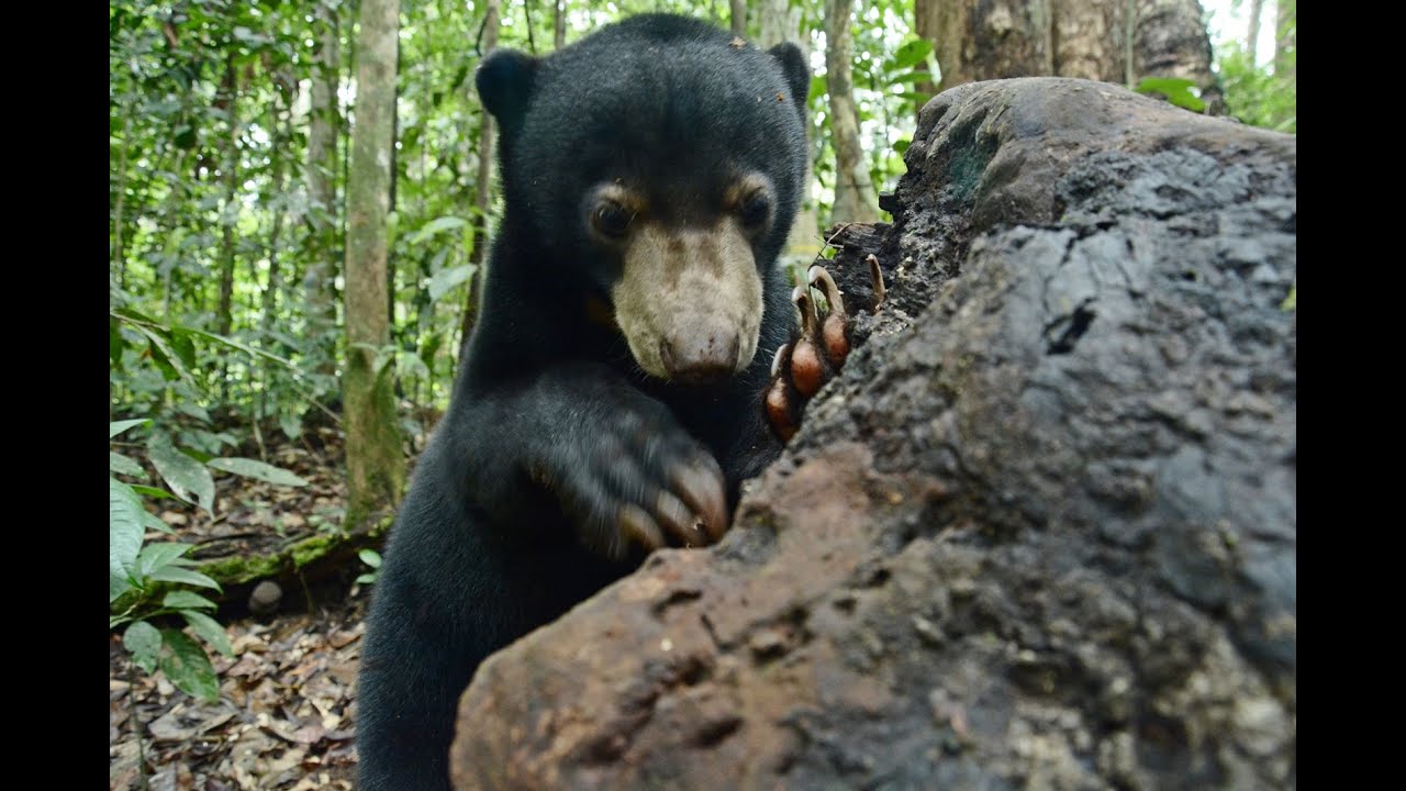 Sun Bear Behaviour | Sun Bear Kipaku Is A Forest Doctor | BSBCC