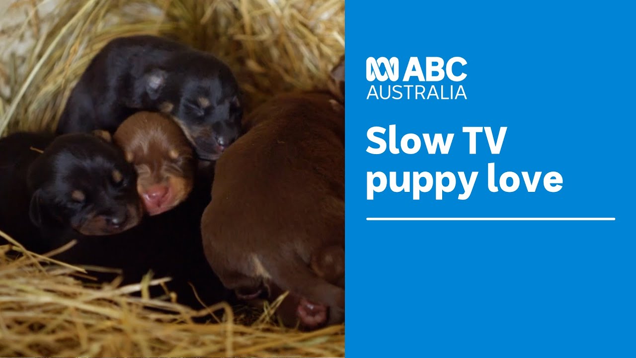 Unwind with the cute antics of new-born to 12 week old Kelpie puppies | Muster Dogs | ABC Australia