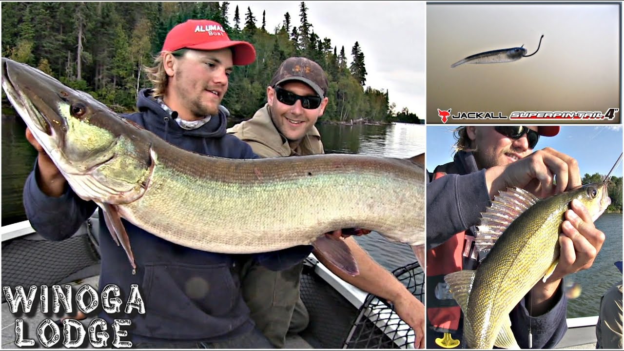 Lac Seul Pretty Musky & Healthy Walleye - Uncut Angling - September 16, 2013