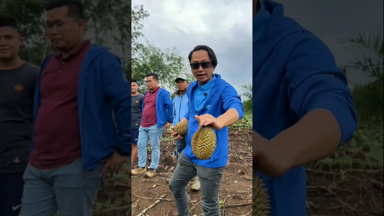 Kunjungan Pohon Juara Tiga Kontes Durian Lokal  Sumatera Selatan Dan Bengkulu