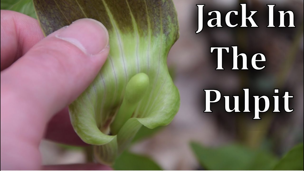 How to Identify Jack In The Pulpit - Wild Plant Identification