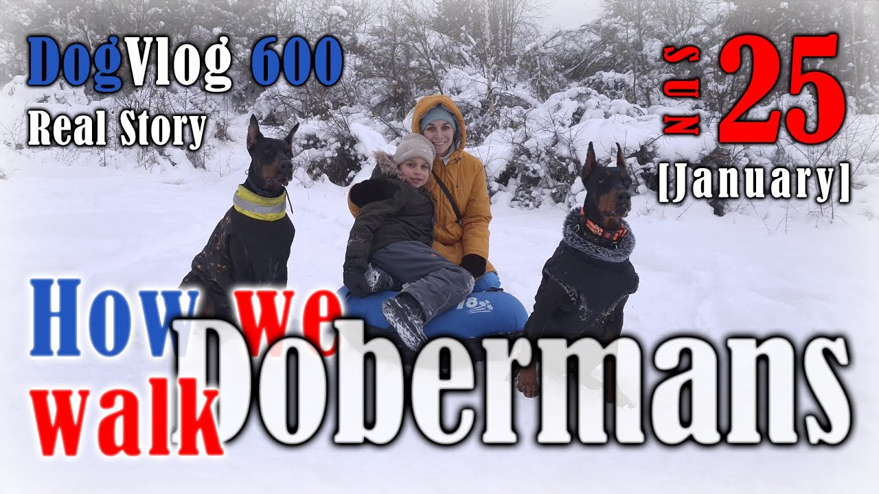 Is Doberman Right for Your Family? We Put these Dogs to the Test #dogvlogs #dobermandog #familydog 