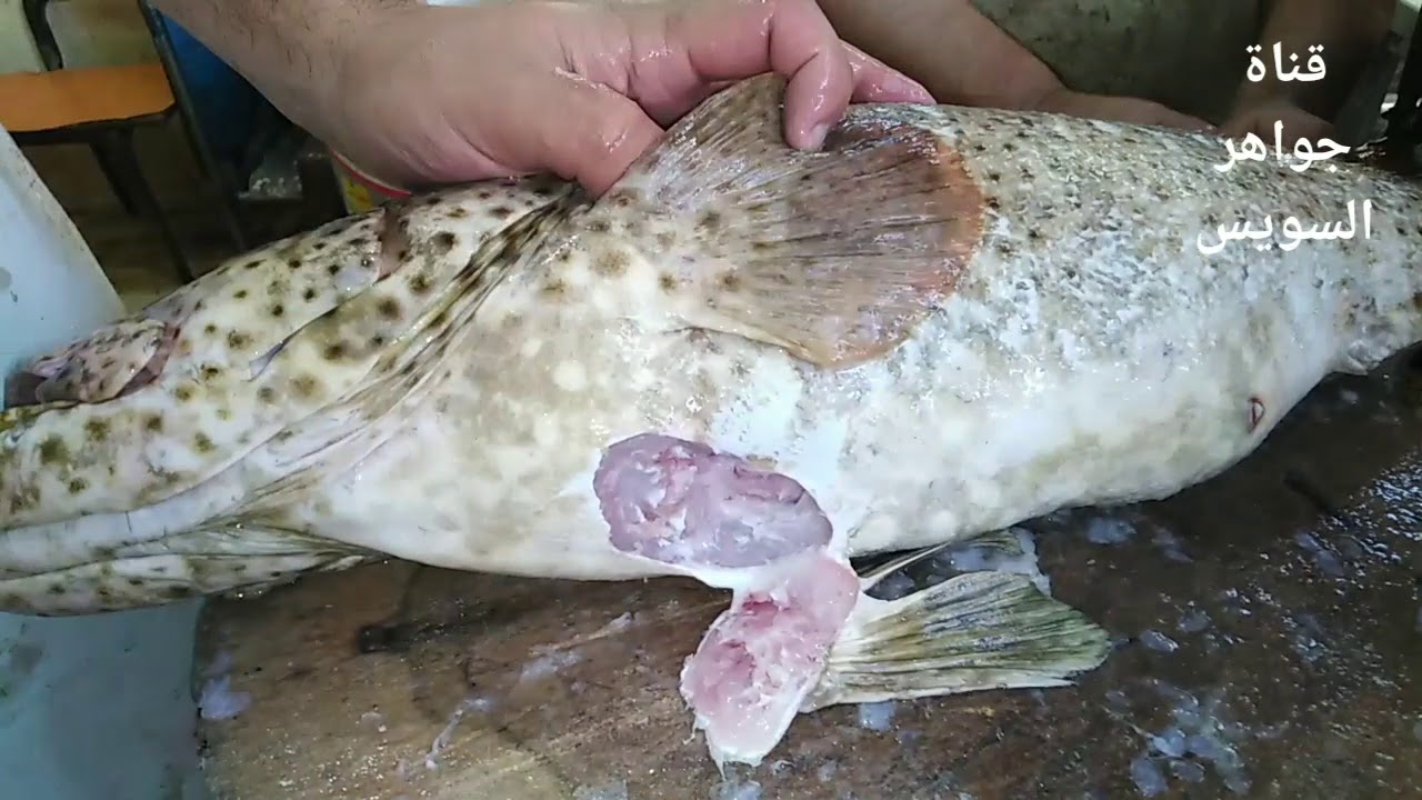 Очистка И Снять🔪  Групер таувина 🐟  для Синджари - ц҉е҉н҉н҉ы҉е҉_҉в҉е҉щ҉и҉_҉с҉у҉э҉ц҉а҉