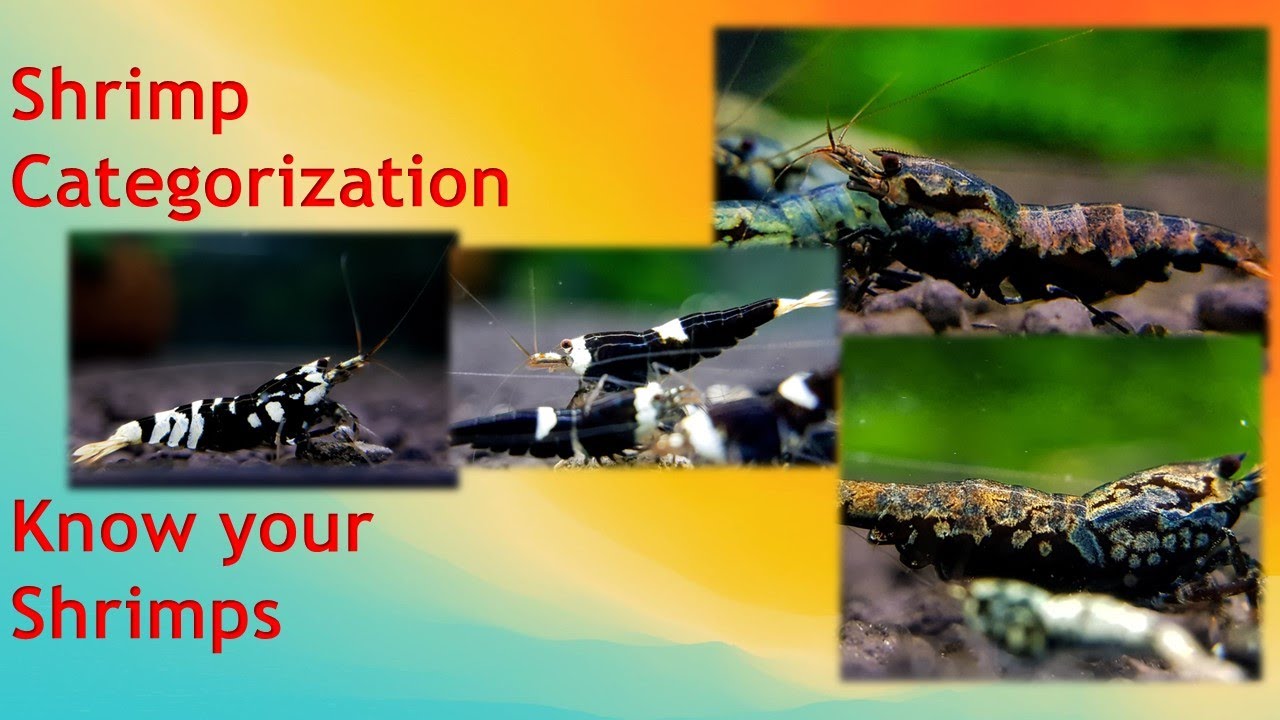 Shrimp Categorization and why it matters