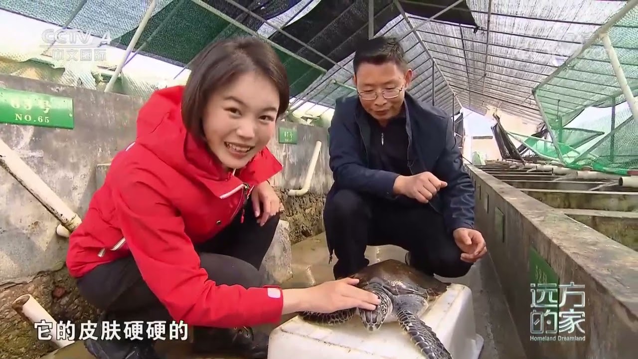 《远方的家》 20220613 行走海岸线（93） 山海惠州 蓝色家园|CCTV中文国际